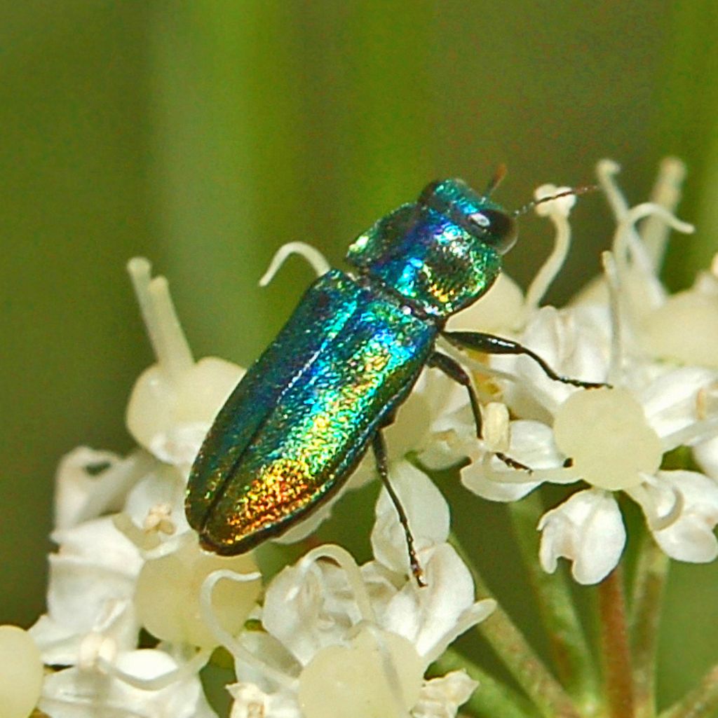 Buprestidae:  Anthaxia thalassophila, maschio