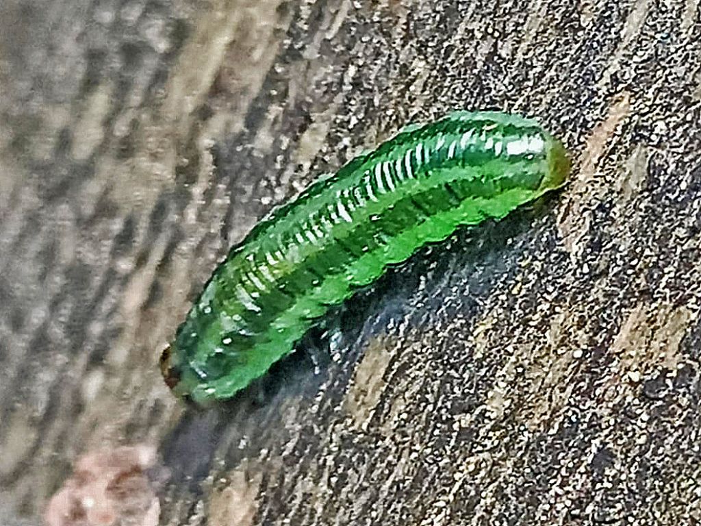 Larva di imenottero?