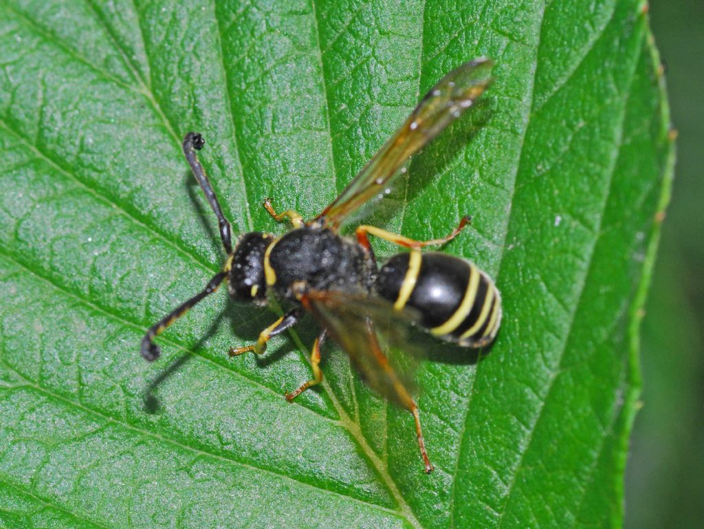 Una vespa nera ID