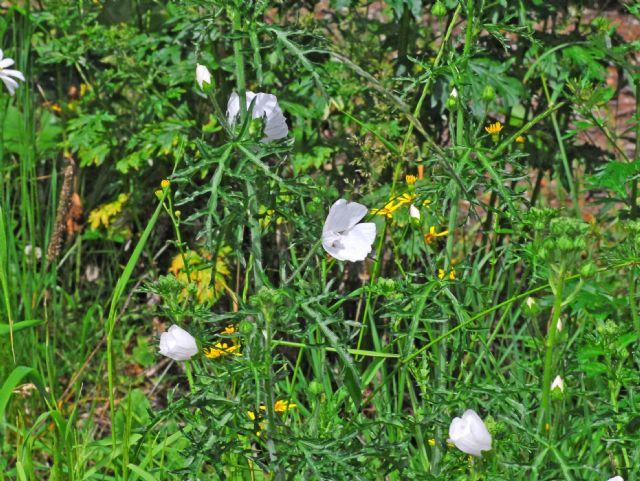 Dei bei fiori bianchi