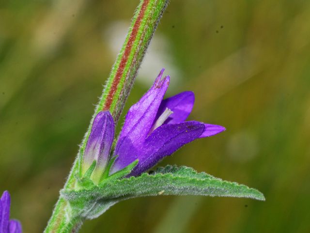 Ancora Campanule - ID