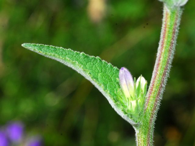 Ancora Campanule - ID