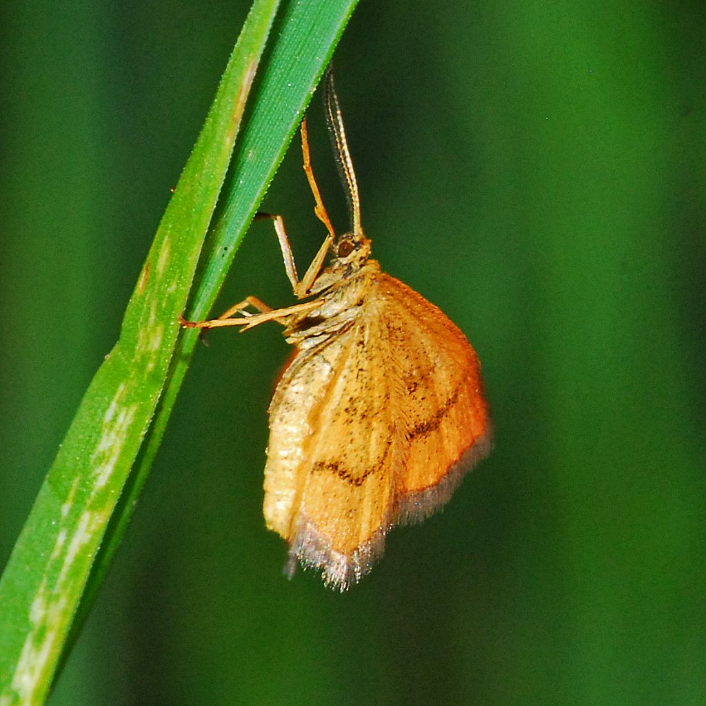 Una piccola farfalla arancione - da identificare