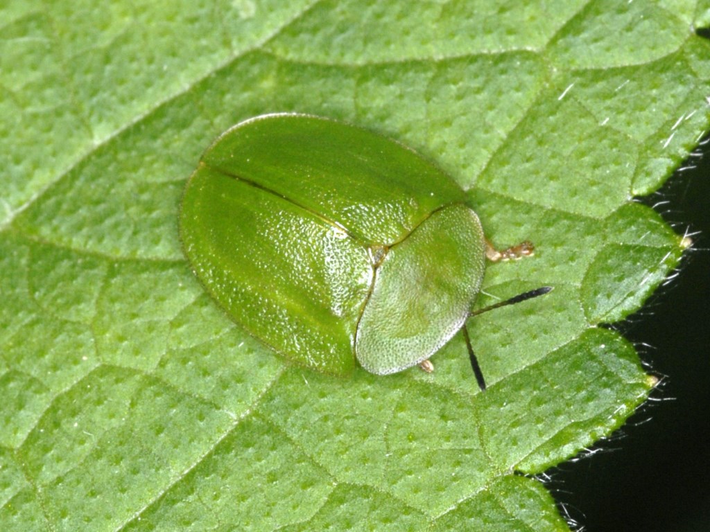 Un Chrysomelide tutto verde: Cassida viridis?