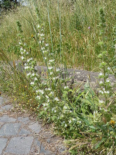 Una pianta sull''Appia Antica - Echium italicum