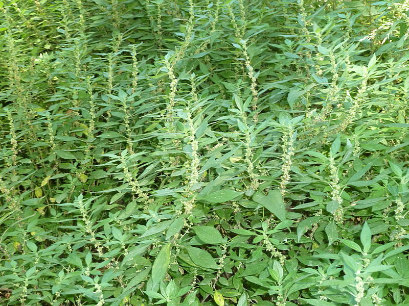 Chenopodium (forse) - no, Parietaria sp.