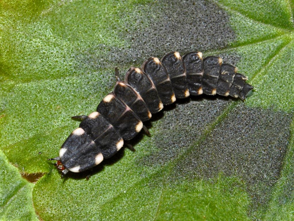 E'' forse una larva di Coccinellidae?