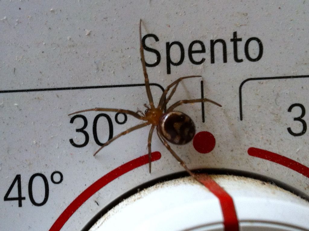 femmina di Steatoda grossa - Roma (RM)