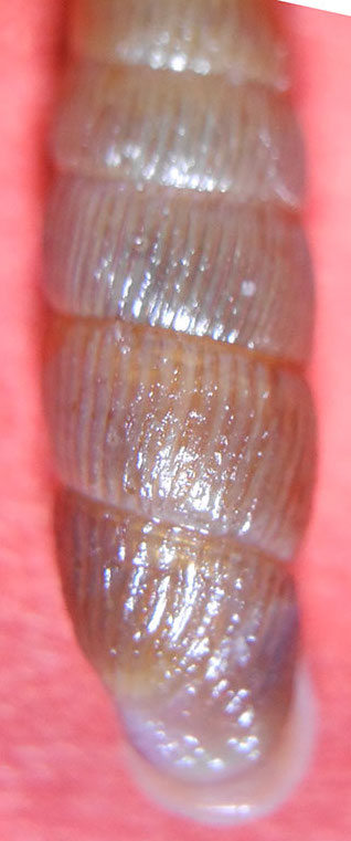 Clausiliidae da id...