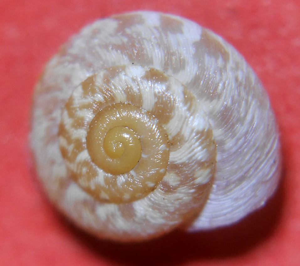 Xerotricha conspurcata (Hygromiidae)