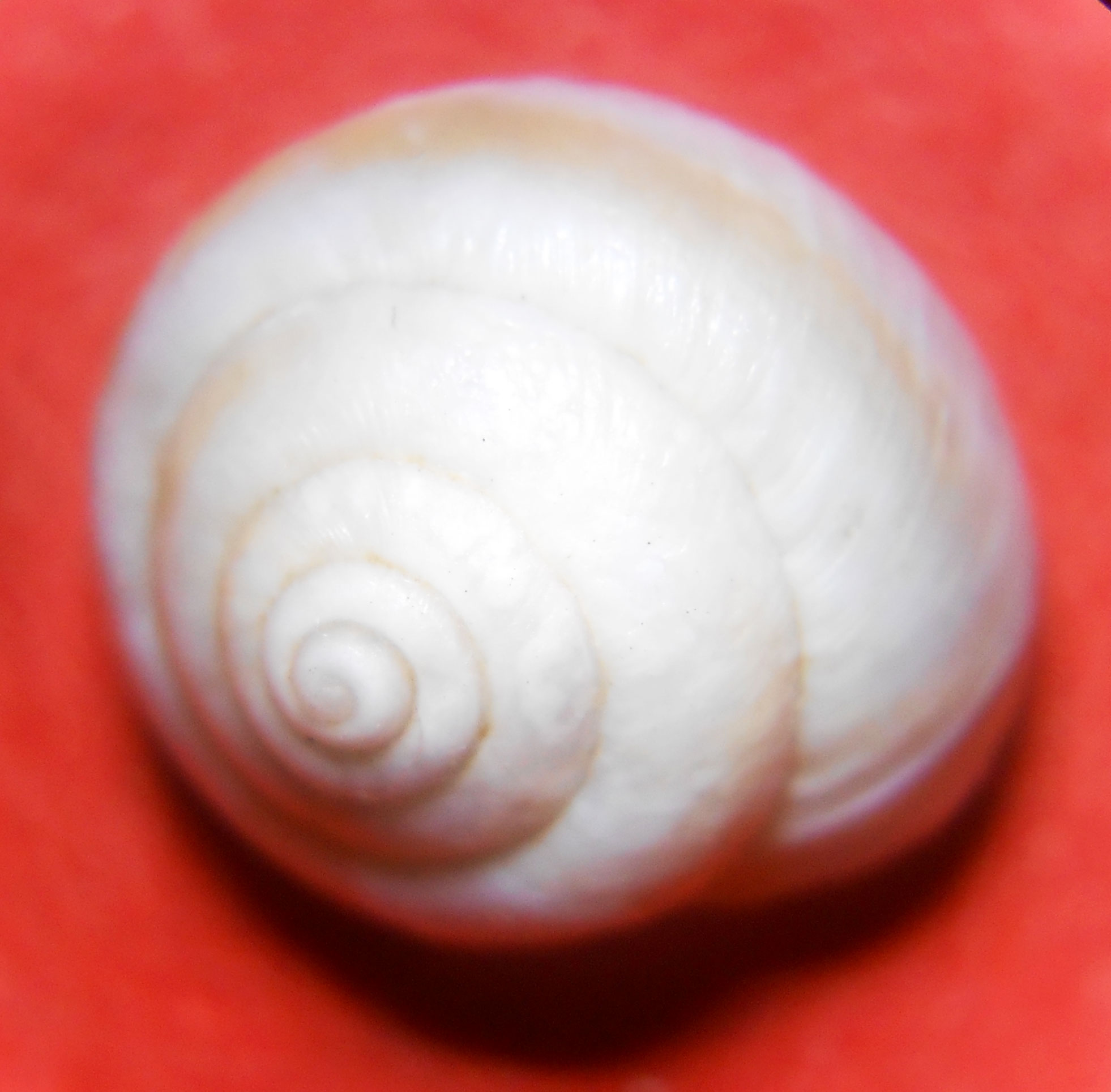 Fuerteventura...: Gastropoda da id.