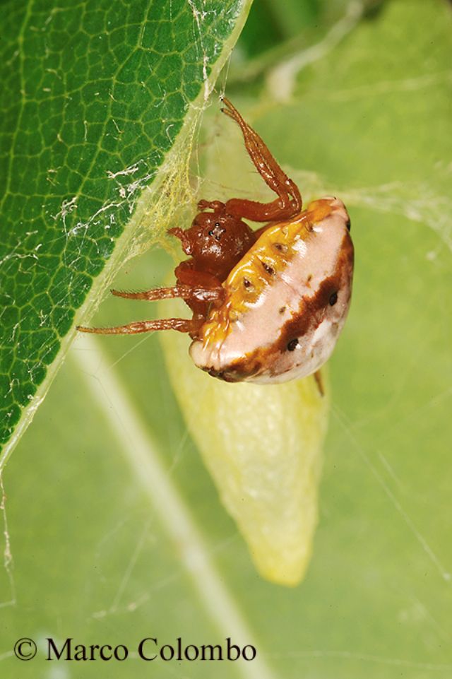 la maternit di Cyrtarachne ixoides