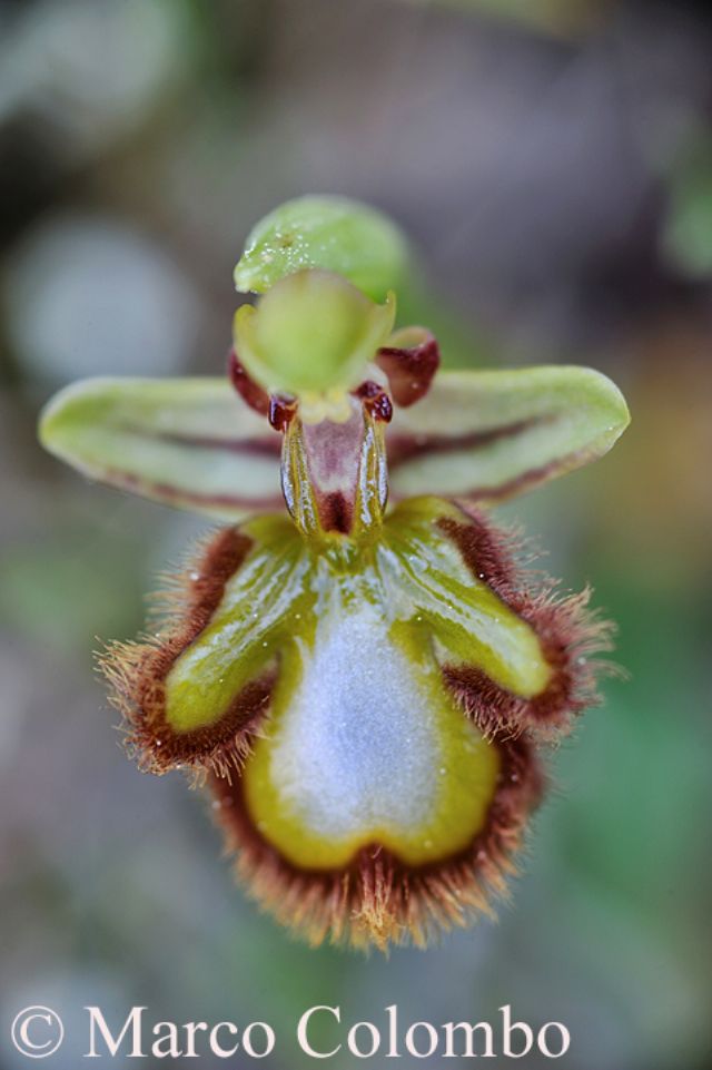 Ophrys speculum apocromatica