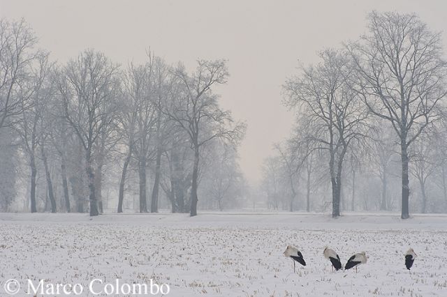 Cicogne (Ciconia ciconia) nella neve