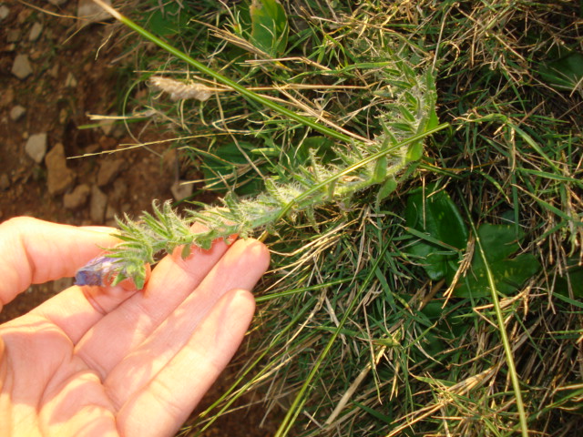 Da determinare - Echium?