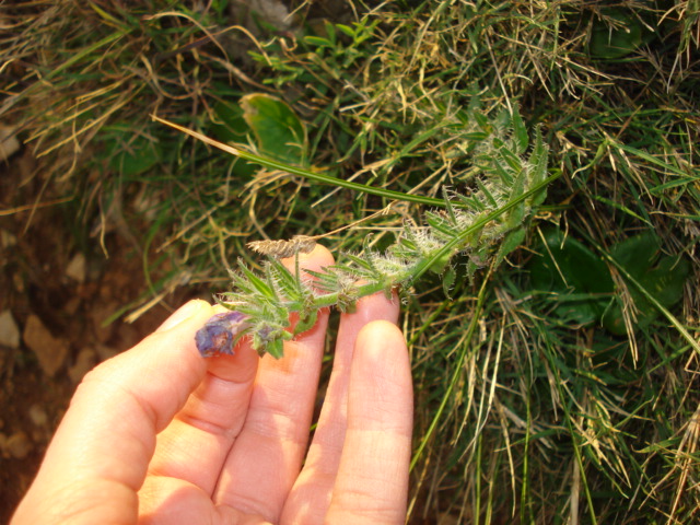 Da determinare - Echium?