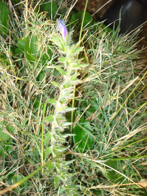 Da determinare - Echium?