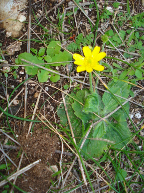 Ranunculus bullatus / Ranuncolo rosulato