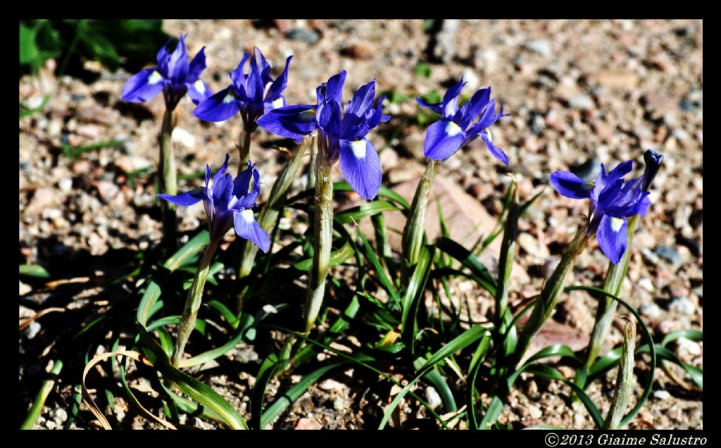 Moraea sisyrinchium