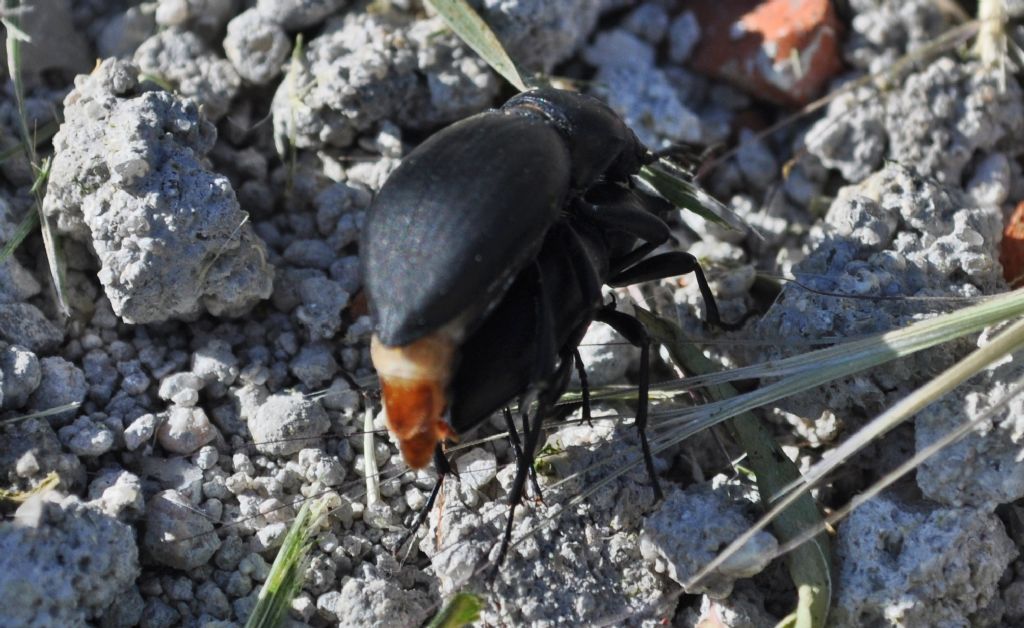 Tenebrionidae da id: Tentyria grossa ssp. sardiniensis?