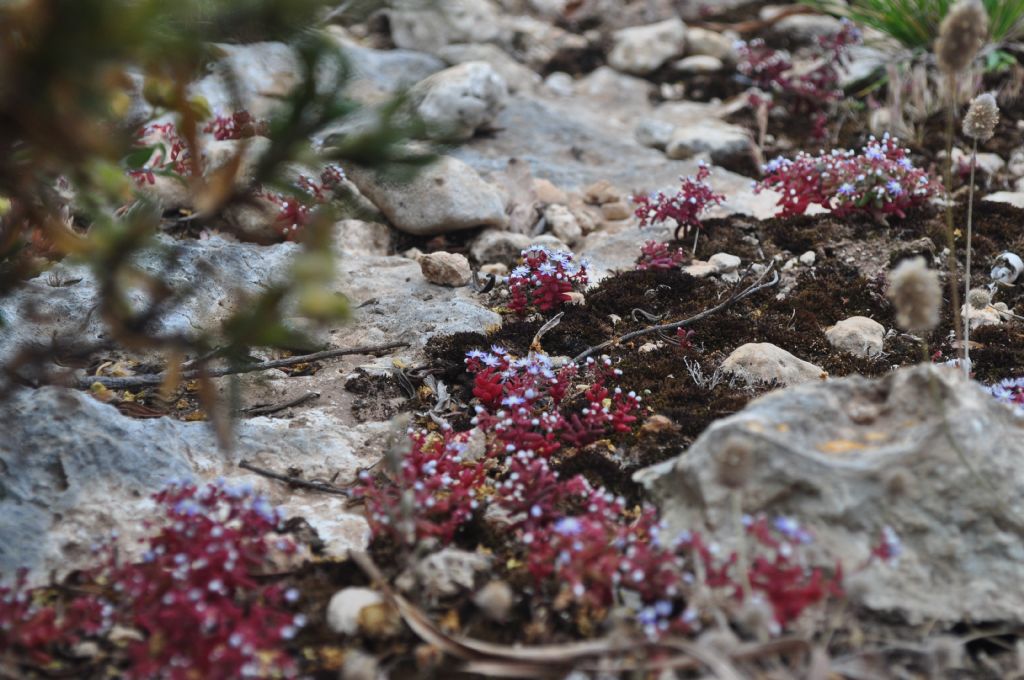 Sedum caeruleum