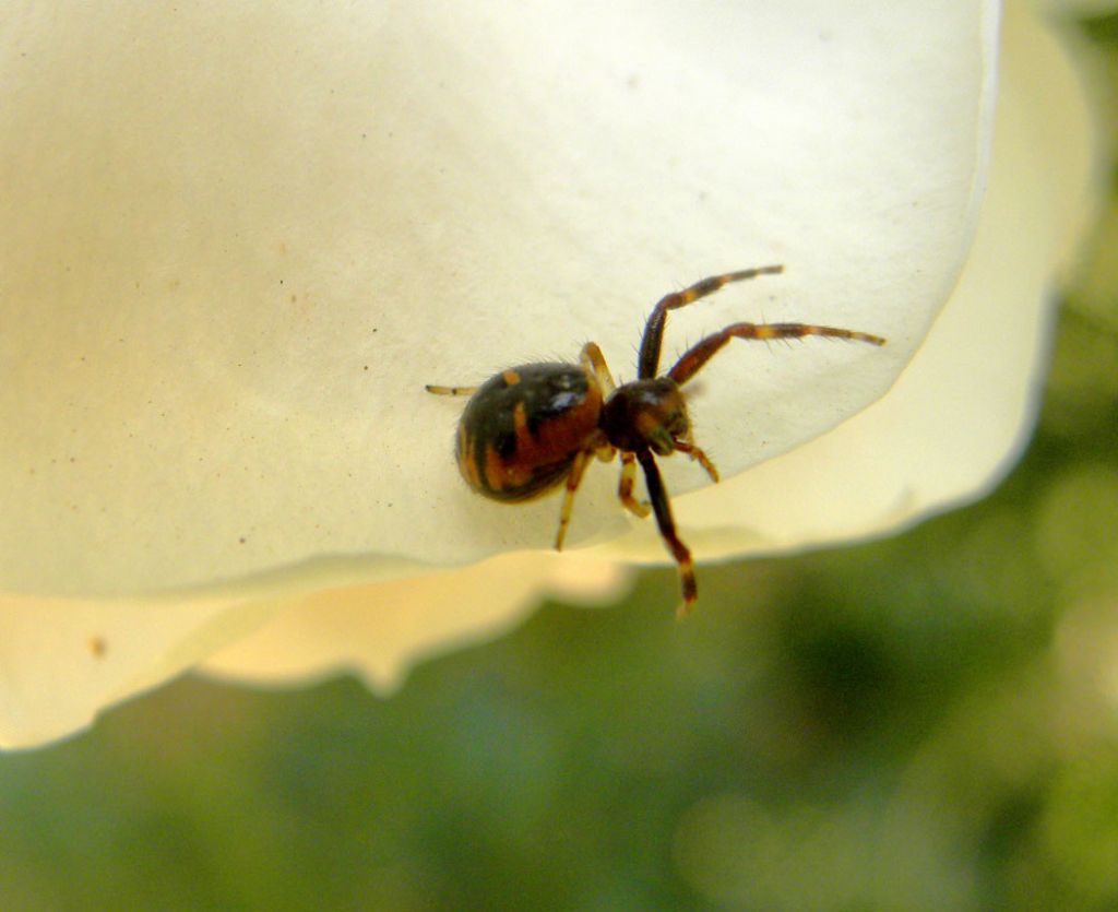 femmina di Synema globosum - Reggio Calabria