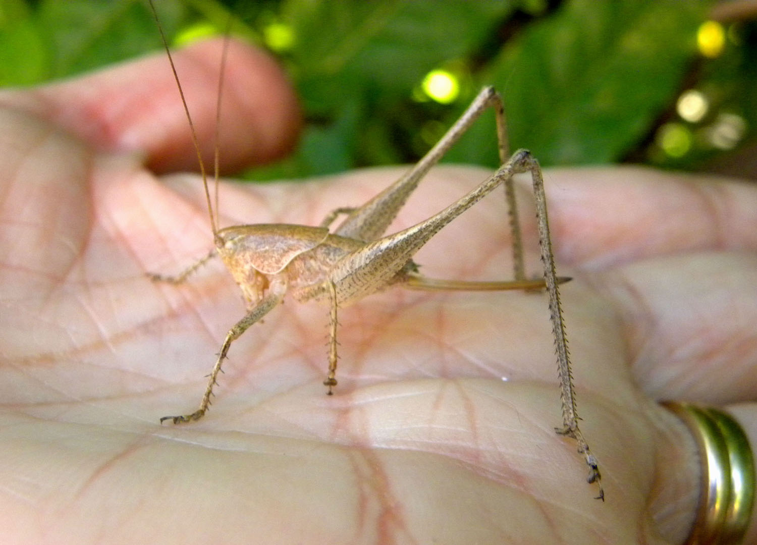 Tettigoniidae: Rhacocleis neglecta, femmina.