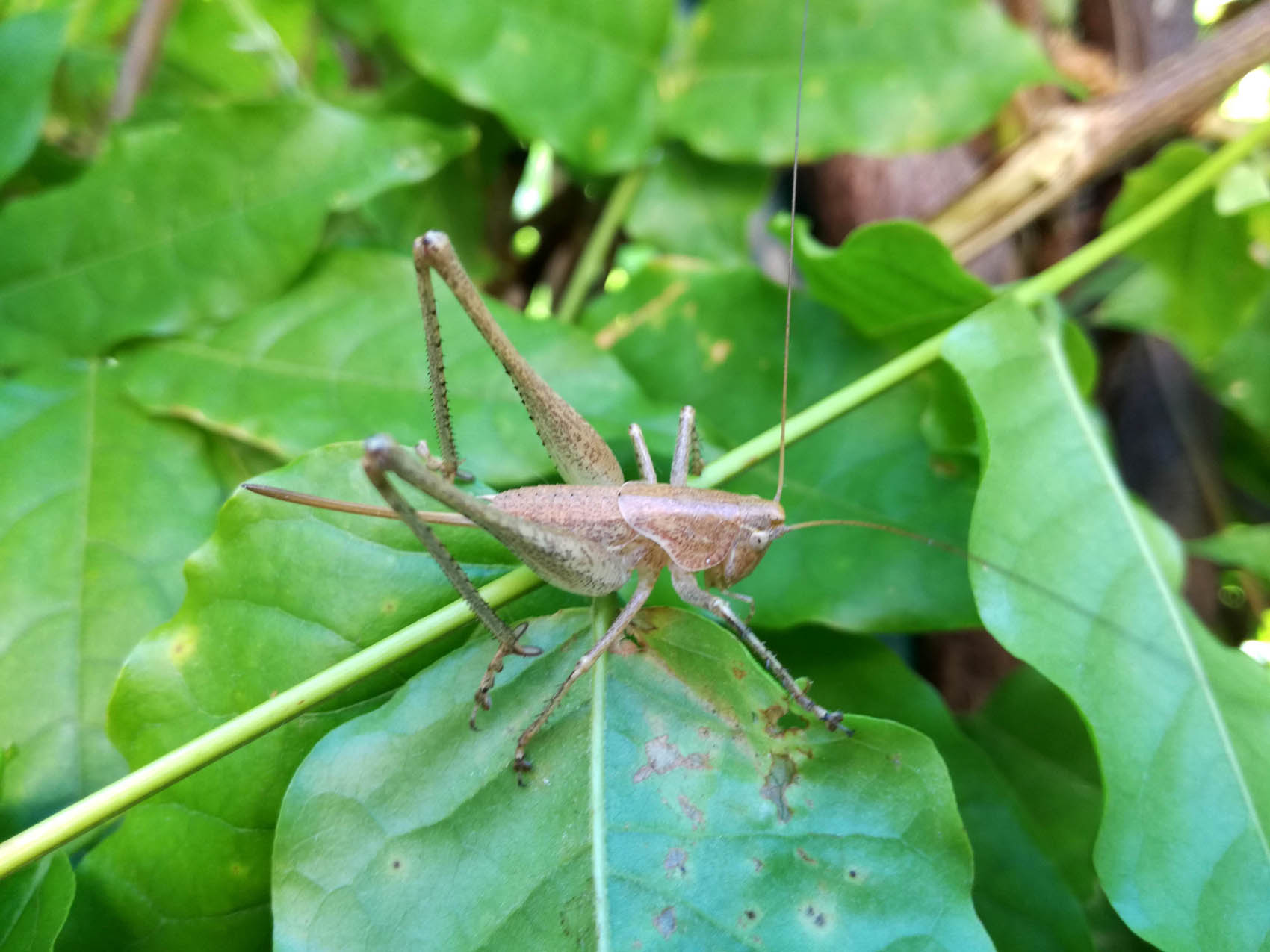 Tettigoniidae: Rhacocleis neglecta, femmina.