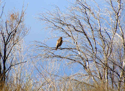 Identificazione falco