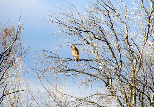 Identificazione falco