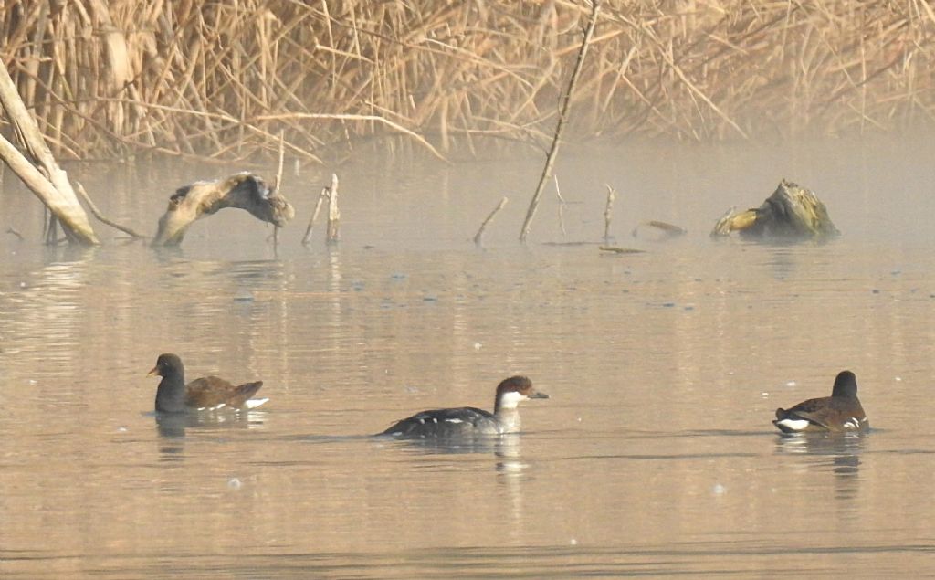 un aiuto...  Pesciaiola (Mergellus albellus)