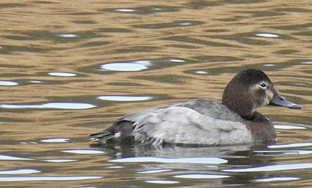 Moriglione (Aythya ferina), femmina