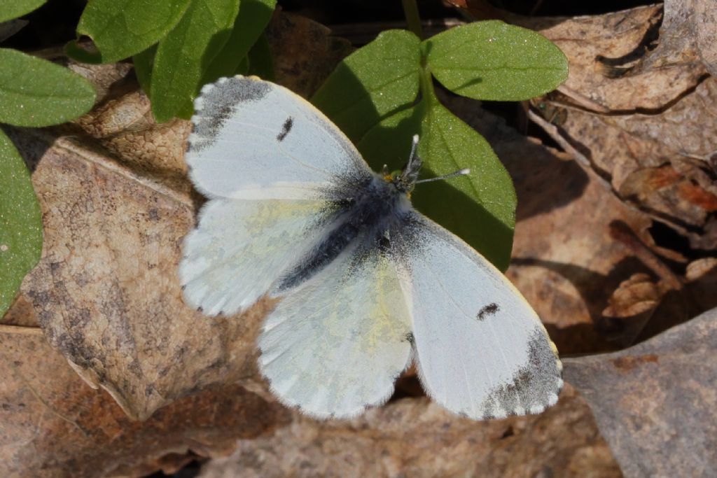 aiuto identificazione