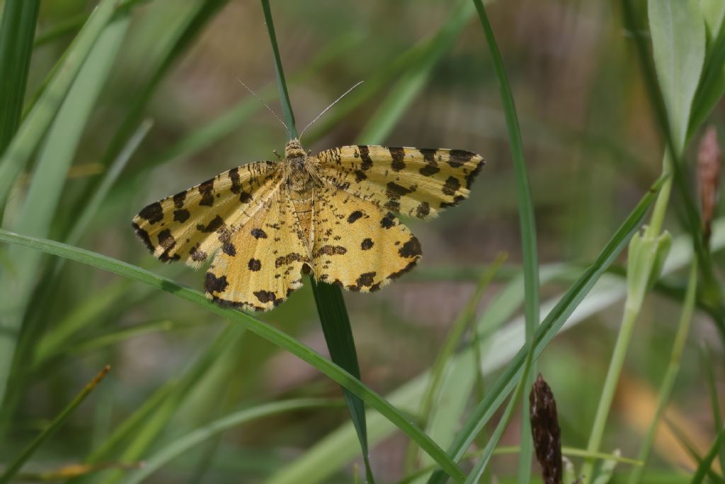 aiuto identificazione - Pseudopanthera macularia