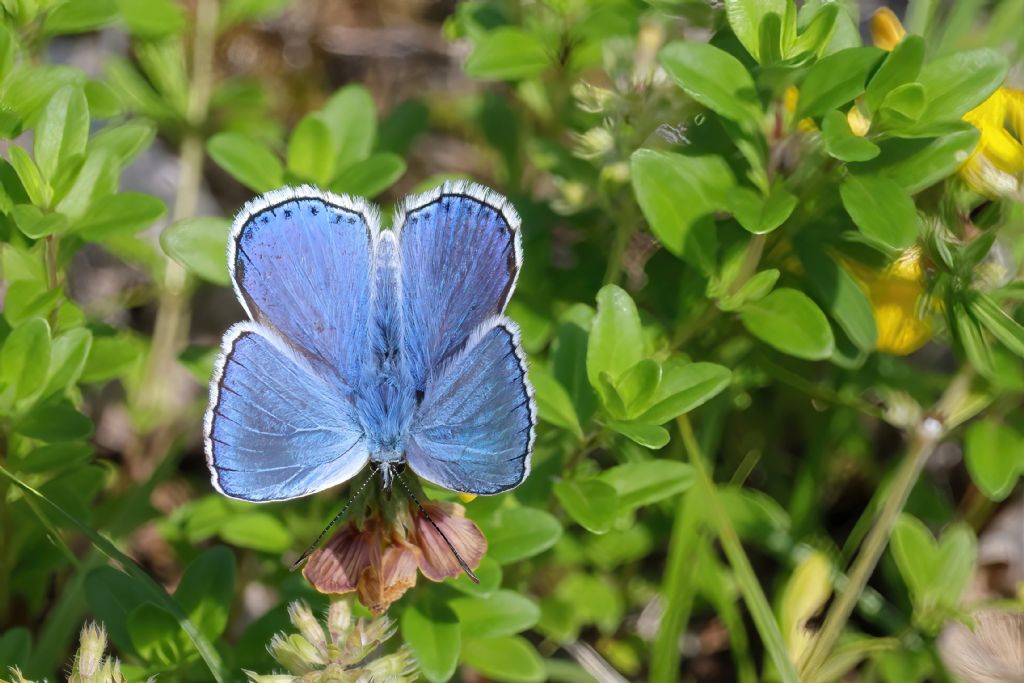 Aiuto identificazione - Polyommatus (Lysandra) bellargus