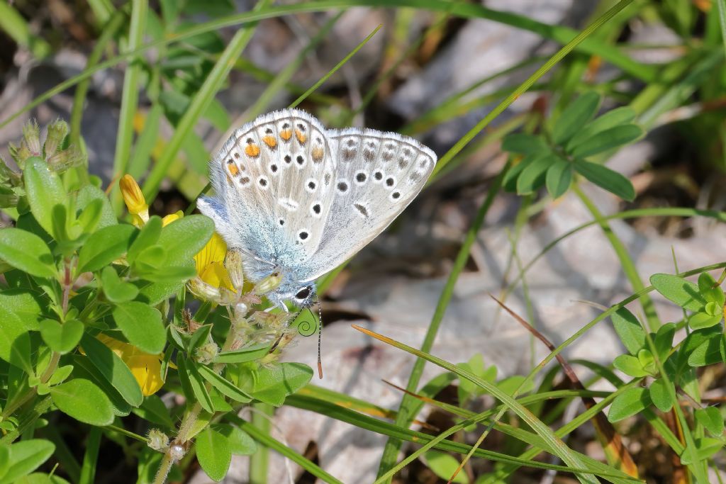 Aiuto identificazione - Polyommatus (Lysandra) bellargus