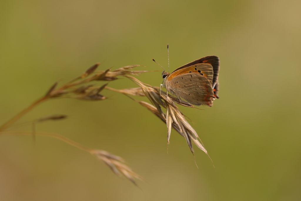 Aiuto identificazione, azzardo Lycaena thersamon..