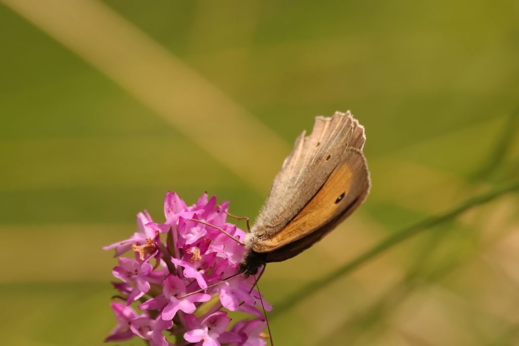 Aiuto identificazione