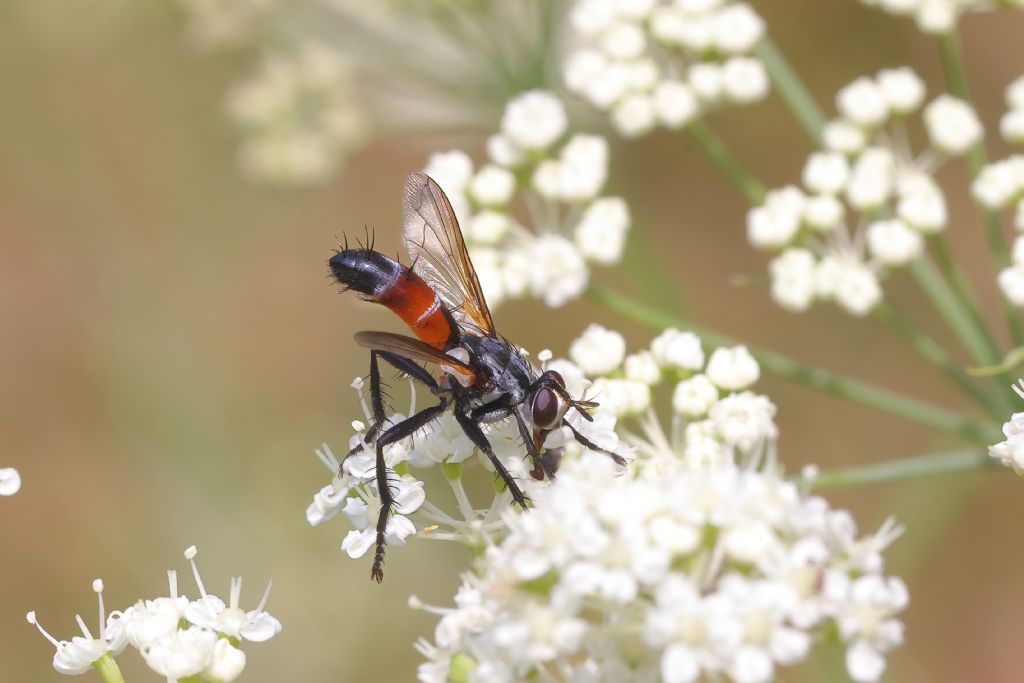 Aiuto identificazione