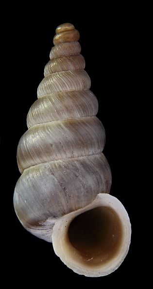 Cochlostoma da identificare da Cima Grappa