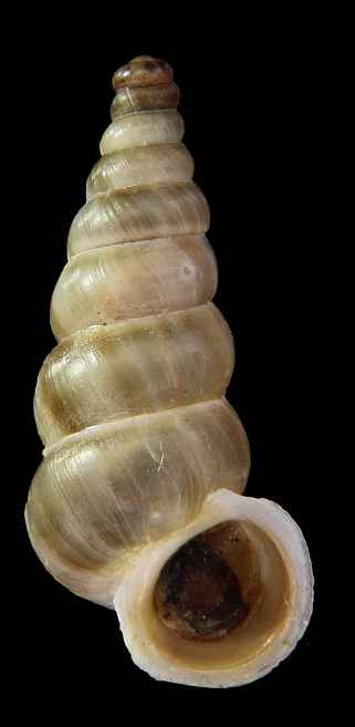 Cochlostoma da identificare da Cima Grappa