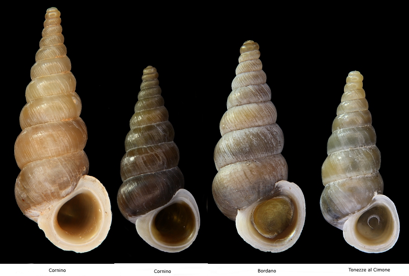 Cochlostoma da identificare da Cima Grappa