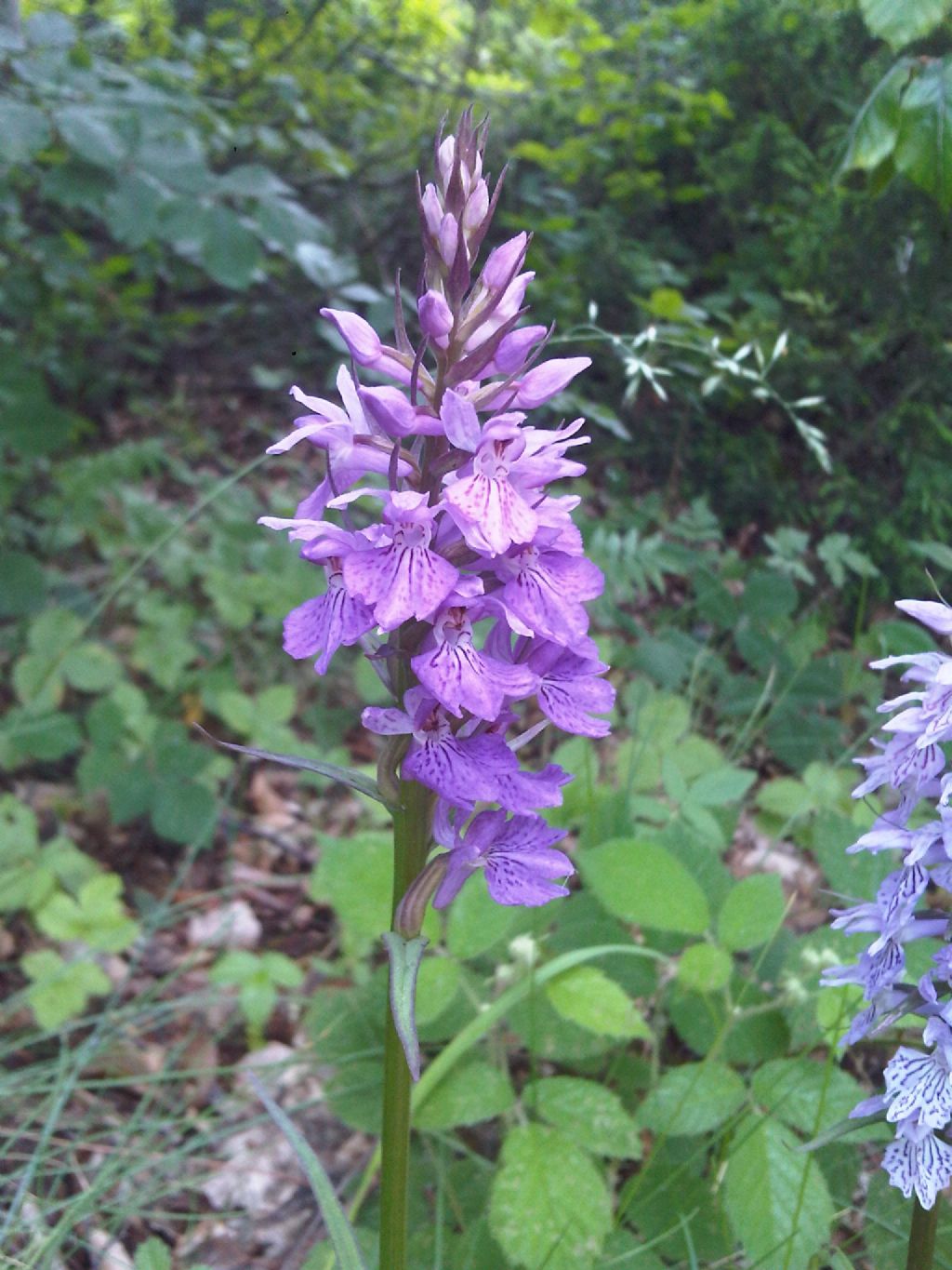 Ancora Orchidee: Dactylorhiza maculata subsp. fuchsii