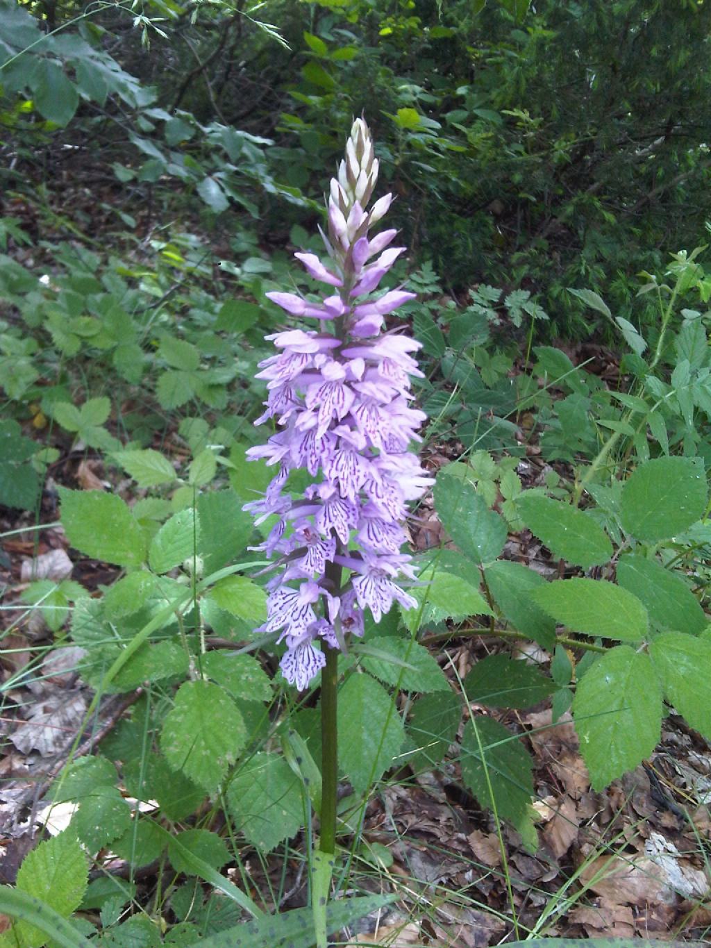 Ancora Orchidee: Dactylorhiza maculata subsp. fuchsii