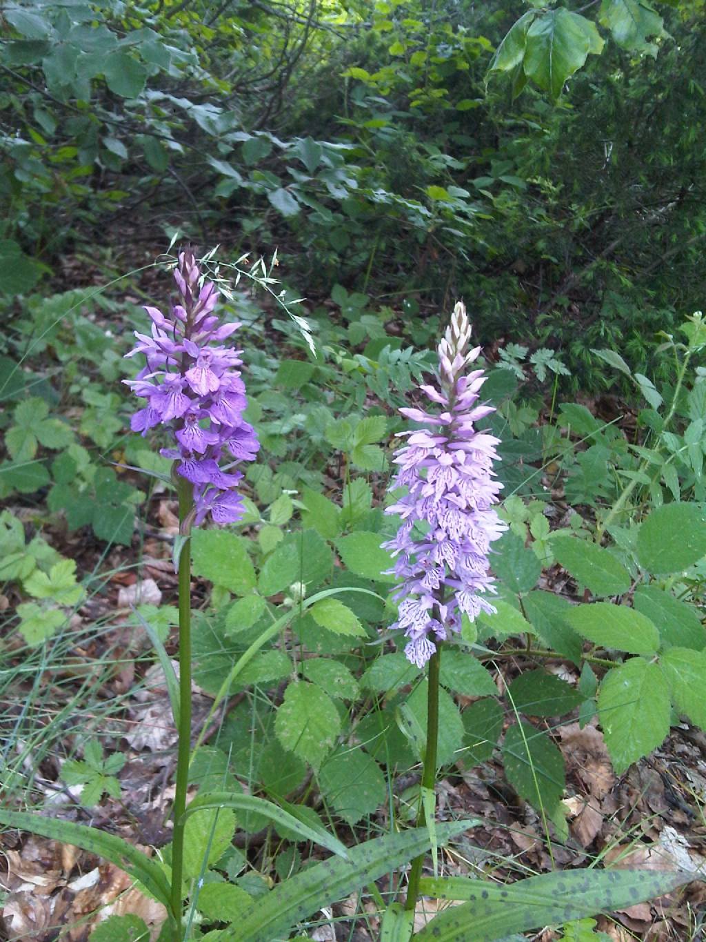 Ancora Orchidee: Dactylorhiza maculata subsp. fuchsii