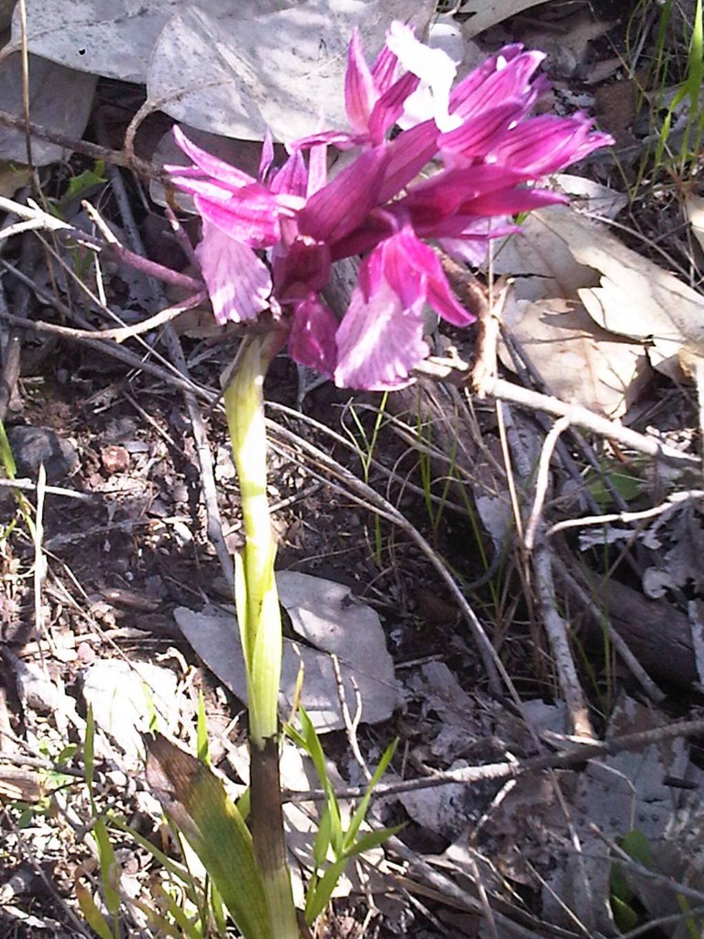 Anacamptis papilionacea var. grandiflora / Orchidea farfalla