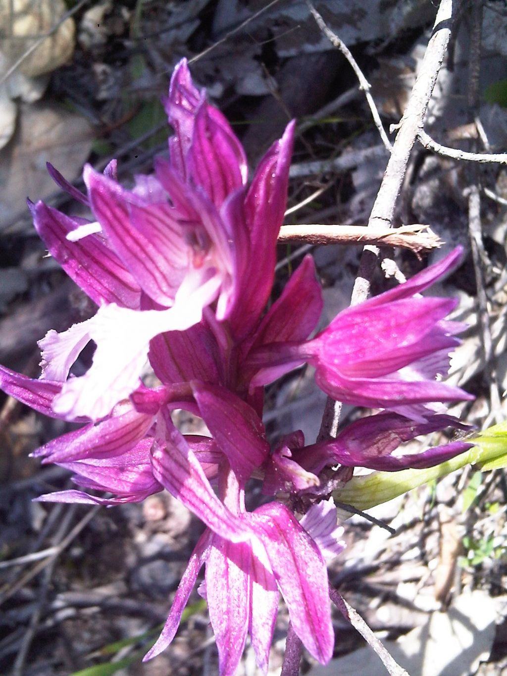 Anacamptis papilionacea var. grandiflora / Orchidea farfalla