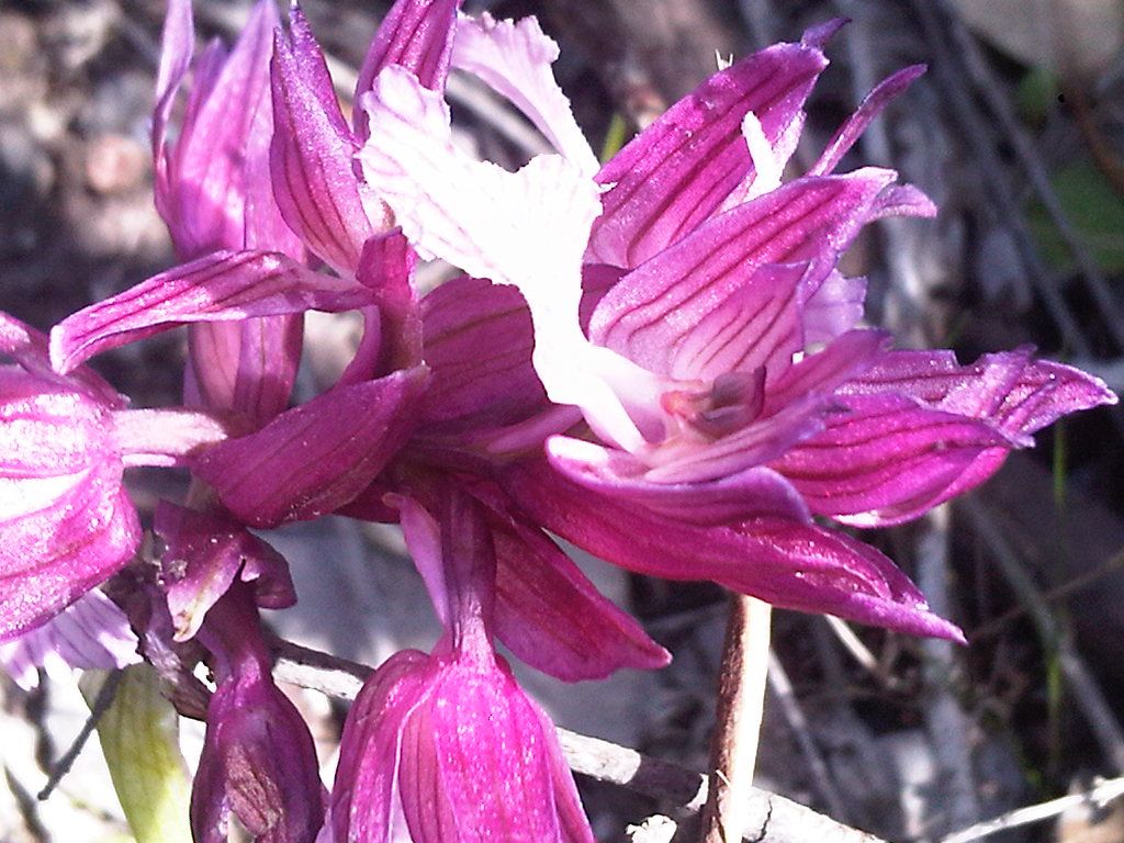 Anacamptis papilionacea var. grandiflora / Orchidea farfalla