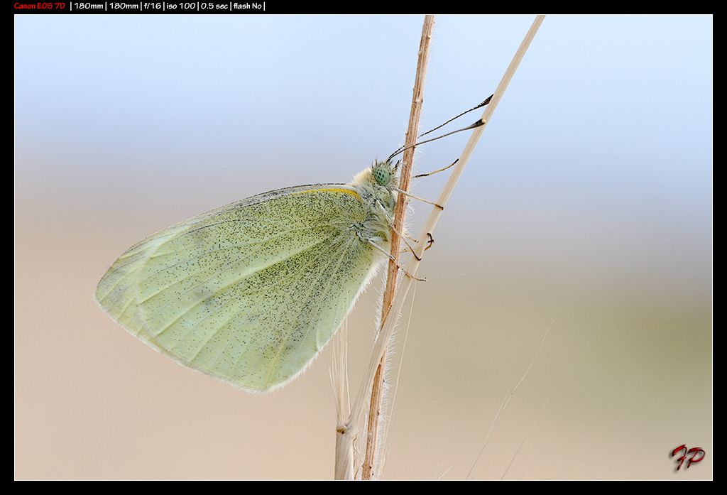 Farfalla da identificare