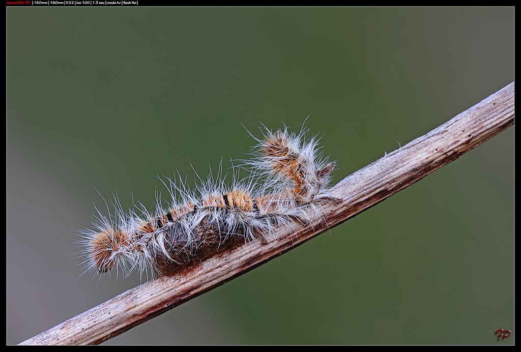 Lasiocampa quercus